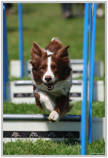 border collie speedy dream